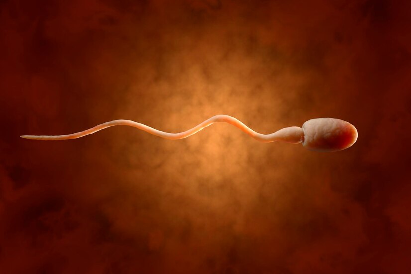 How sperm health affects fertility